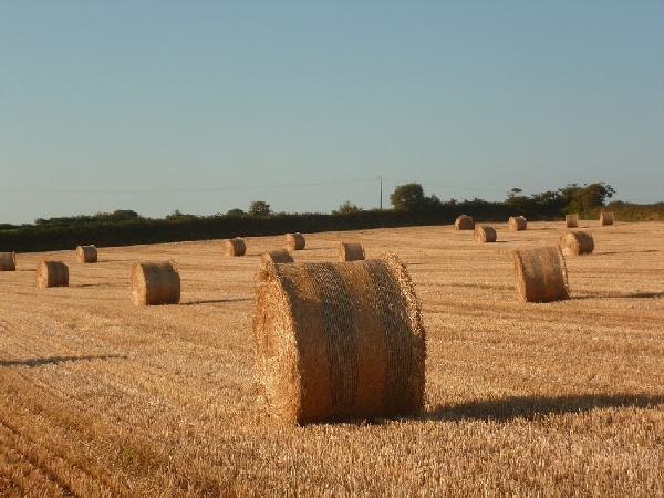 Moisson juillet 2014 Moisson juillet 2014